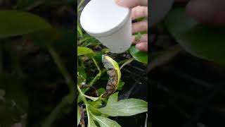 Preparing for Aquarium Swap Meet (Low Fidelity) #aquariumlife #aquariums #aquaticpets