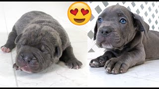 Watch A Puppy Growup In 2 Minutes! by Shipley Cane Corso 4,612 views 4 years ago 2 minutes, 9 seconds