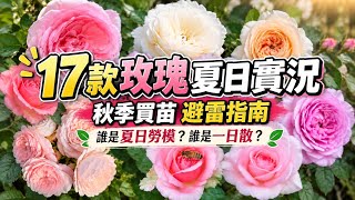 【避雷指南】新手秋季採購必看！17款玫瑰夏日花況真實點評！