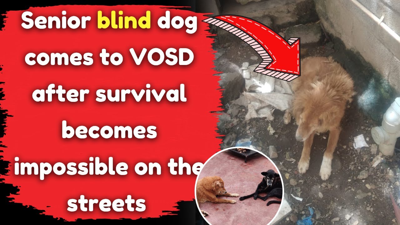 Senior blind dog comes to VOSD after survival becomes impossible on the ...