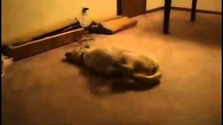 Собака что то увидела во сне / Sleep Walking Dog FAIL