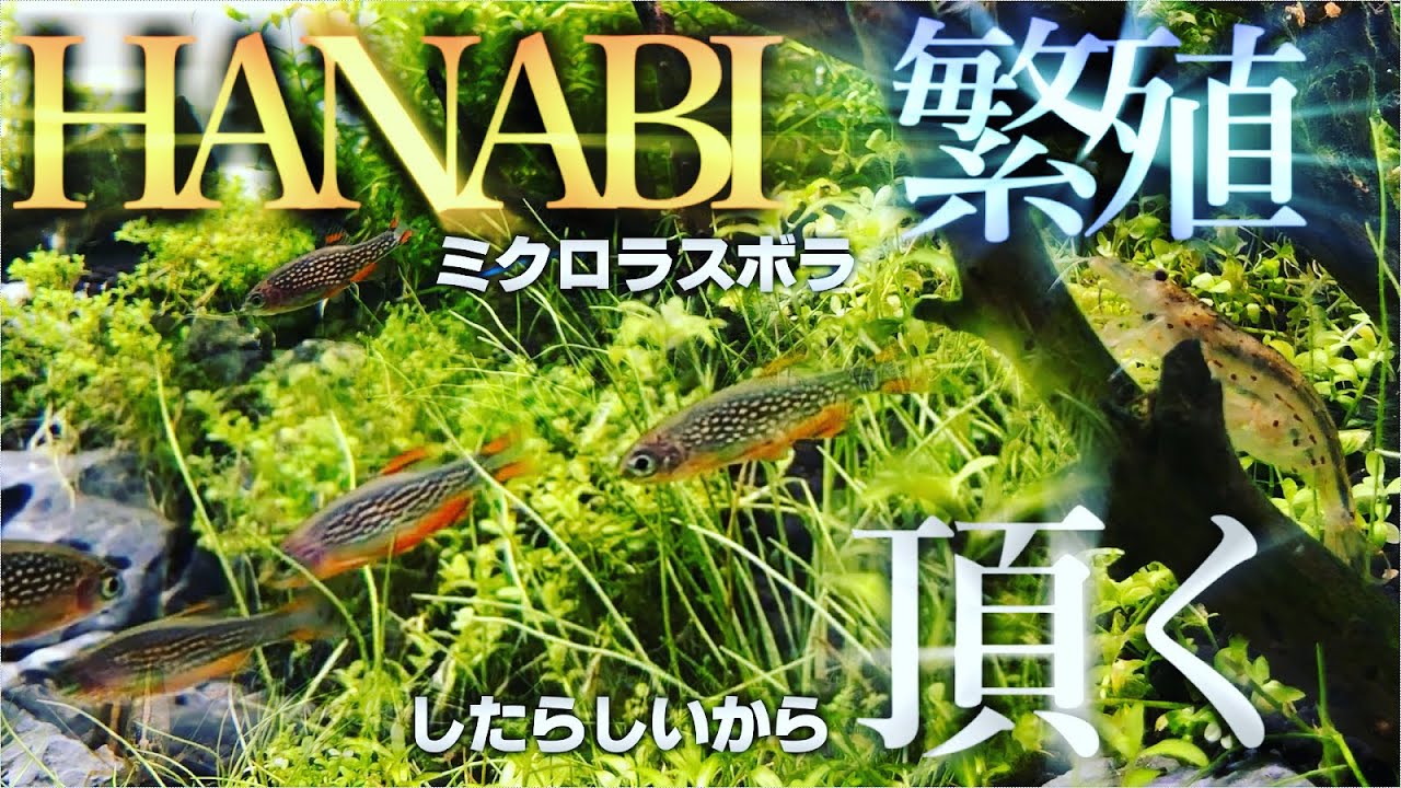 【ｱｸｱﾘｳﾑ】ハナビを貰いに行ってくる【繁殖成功（友人が）】