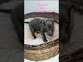 Thoughts with Miss Clementine #grayhound #puppy #iggyplay #funnydogvideos #italiangrayhound