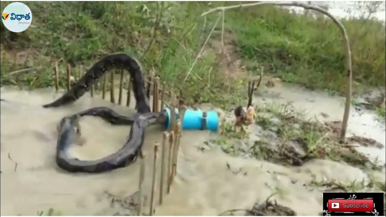 #python trap using live chicken #python #caughted by chicken bait - YouTube
