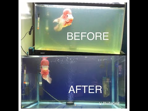 How to Maintain a Clean Aquarium (Tagalog)