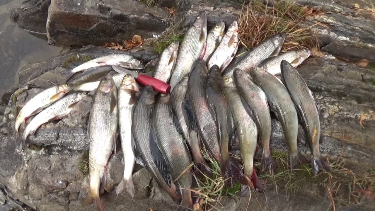 Зун-Мурино 29 сентября 2019 - YouTube