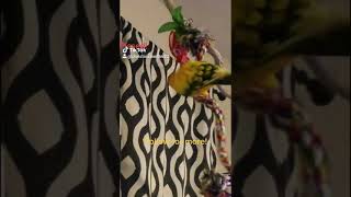 chicken nugget sunconure playing her tiktok videos