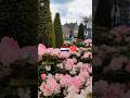 Bog'dagi go'zallik #rek #flowers #food #like