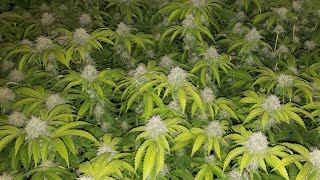 USOG 2023🏆TrapCast Tournament Grow Off 🍒🎼🦩 Week4 Flower #indoor Cannabis Grow Off 👀👉🏿@TheGoodHerbPodcast