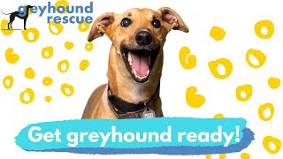 Greyhound Rescue - Get Greyhound Ready