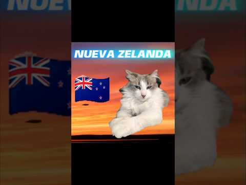 #datoscurisos #humor #yosoydelos7mil #comedia #shorts #gatos #cat