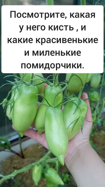томат розовая сосулька - YouTube