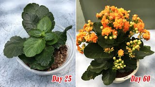 How to grow kalanchoe from cuttings | How to propagate kalanchoe from cuttings