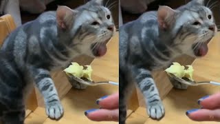 Kucing Muntah Makan Durian Lucu Bikin ngakak