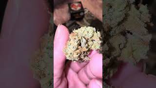 TERPY TIME TASTE BUDS - NEW DROP!!!! - NAMELESS GENETICS - SUPER LEMON HAZE @namelessgenetics8851