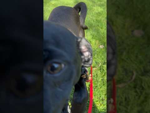 Meeting mums cute puppy at the park