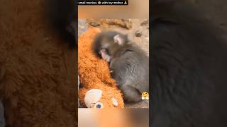 " baby monkey 🐵 को sabne Reject कर diya, tab इसने ek khilone में apni duniya dhoond li. 🐒😭"