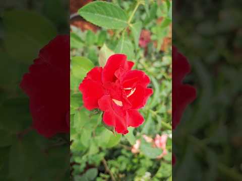 Beautiful rose flowers video clips 72