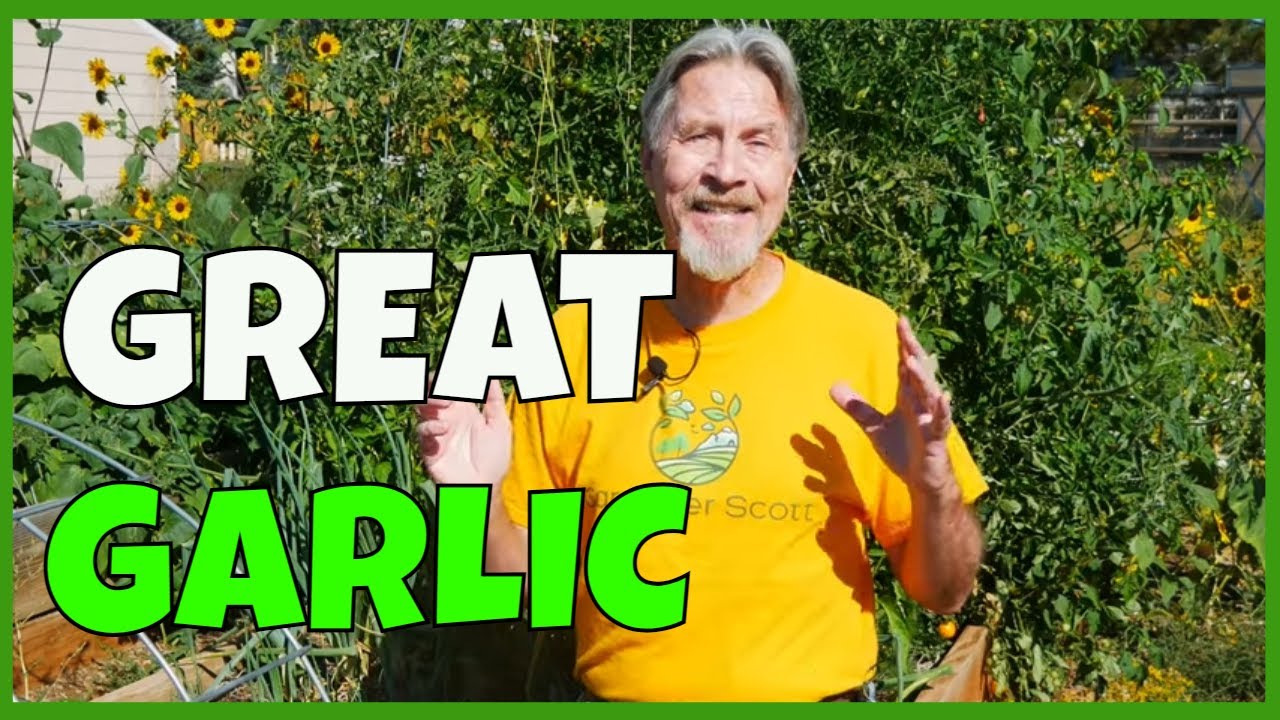 How to Choose the Best Garlic (for Planting) YouTube