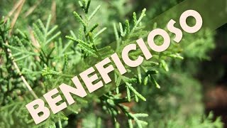 Venas para ciprés limón varicosas de hierba aceite de y
