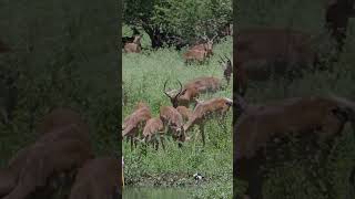 The abundance of Impala antelope in #krugernationalpark #krugerparksafari #wildlife #southafrica