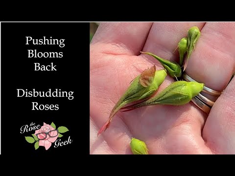 تصویری: درباره Disbudding Roses بیشتر بیاموزید