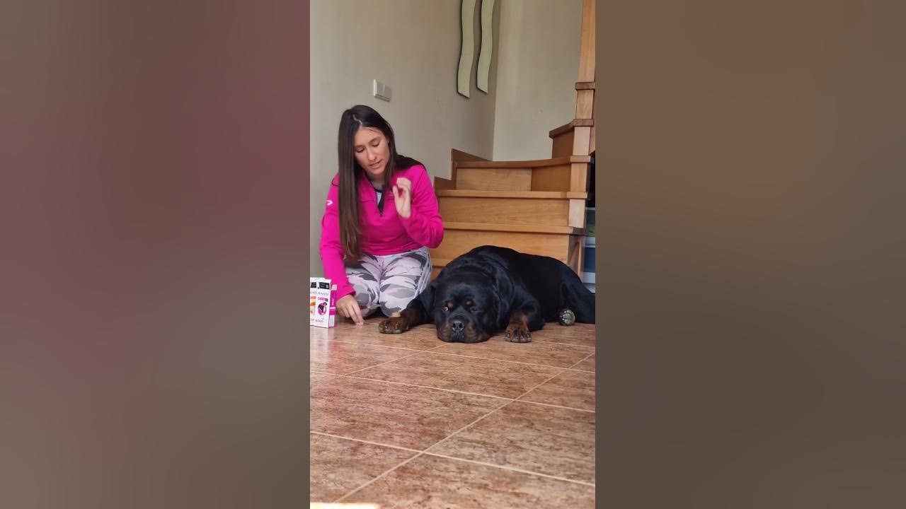 How to give your Rottweiler dog a worming tablet 😍 YouTube