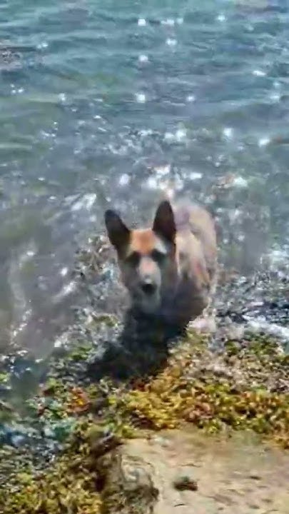 dog-training-funny-rocks-dog-pets-funnydogs-kitten-on-a