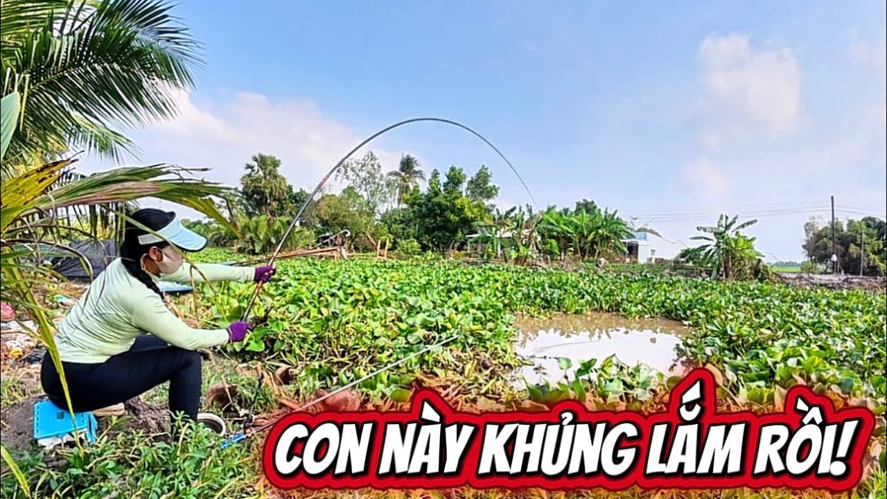 Không thể nào tin nỗi hôm nay lại câu được con cá tra khủng nhất từ trước đến giờ bằng cần câu đài
