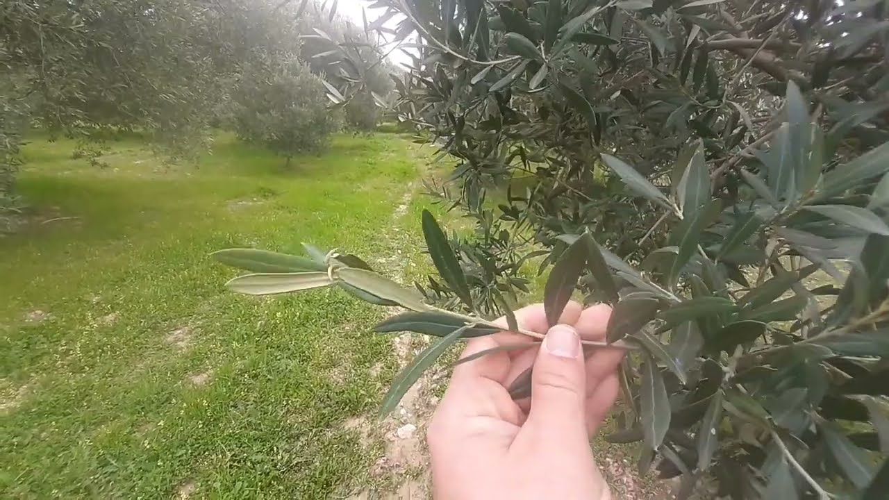 ZEYTİN GÜBRELEME DE NEDEN ORGANAMİNERAL GÜBRE ? TABAN GÜBRESİ (TOPRAK ALTI GÜBRESİ) İLE FARKI NEDİR?
