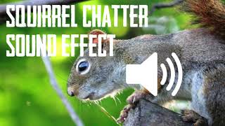 SQUIRREL SOUND EFFECT (ASMR) - 1 HOUR