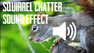 EFEK SUARA SQUIRREL (ASMR) - 1 JAM