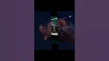 Рыба дьявол