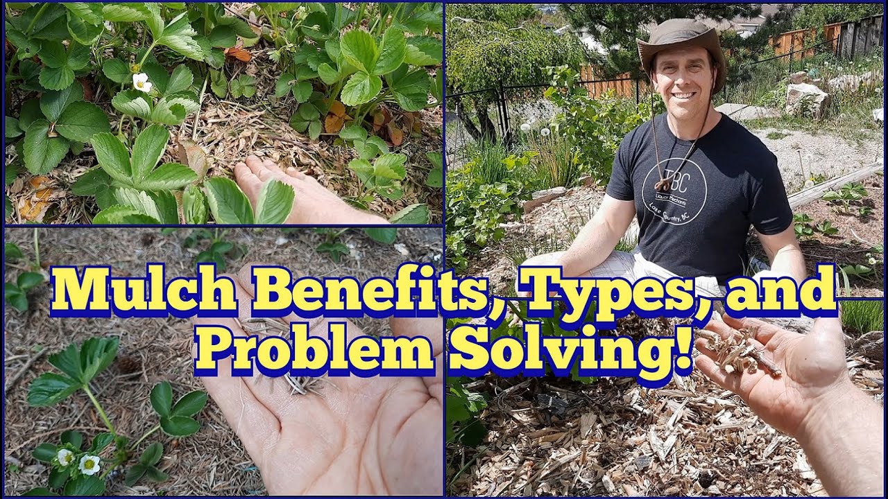 Mulch Benefits, Comparing Mulches, Mulch Problems, and How to Mulch
