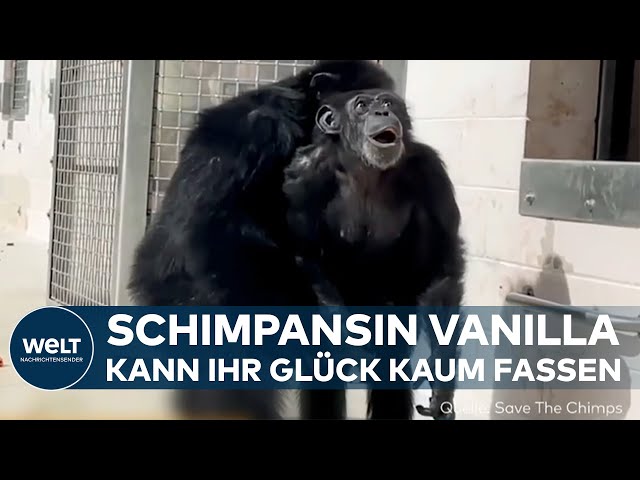 ZUM ERSTEN MAL TAGESLICHT: Überwältigender Augenblick - 29-jährige  Schimpansin sieht erstmals Himmel - YouTube
