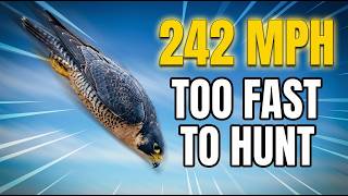 The Fastest Animal on Earth Can't Catch Its Prey