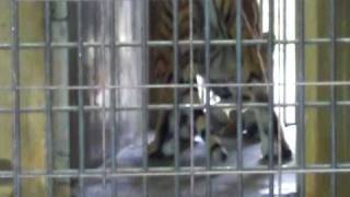 京都市動物園トラの赤ちゃん20100706_14うろうろするアオイ.AVI