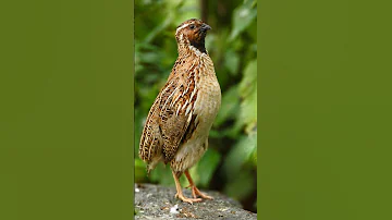 Common Quail Call صوت طائر السمان 