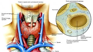 Щитовидная железа и физическая нагрузка(, 2017-01-07T06:43:51.000Z)