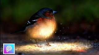 Night Mood Bird Effect Editing Only  PicsArt App || Tutorial || ALOK BOSS EDIT screenshot 5