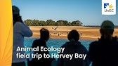 Animal Ecology - YouTube