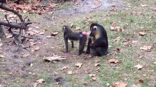 Babys Got Back, And He Likes Big S. Mandrill
