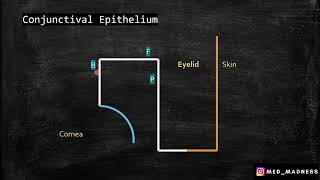 Conjunctiva Histology Parts Of Conjunctiva Eyelid Med Madness