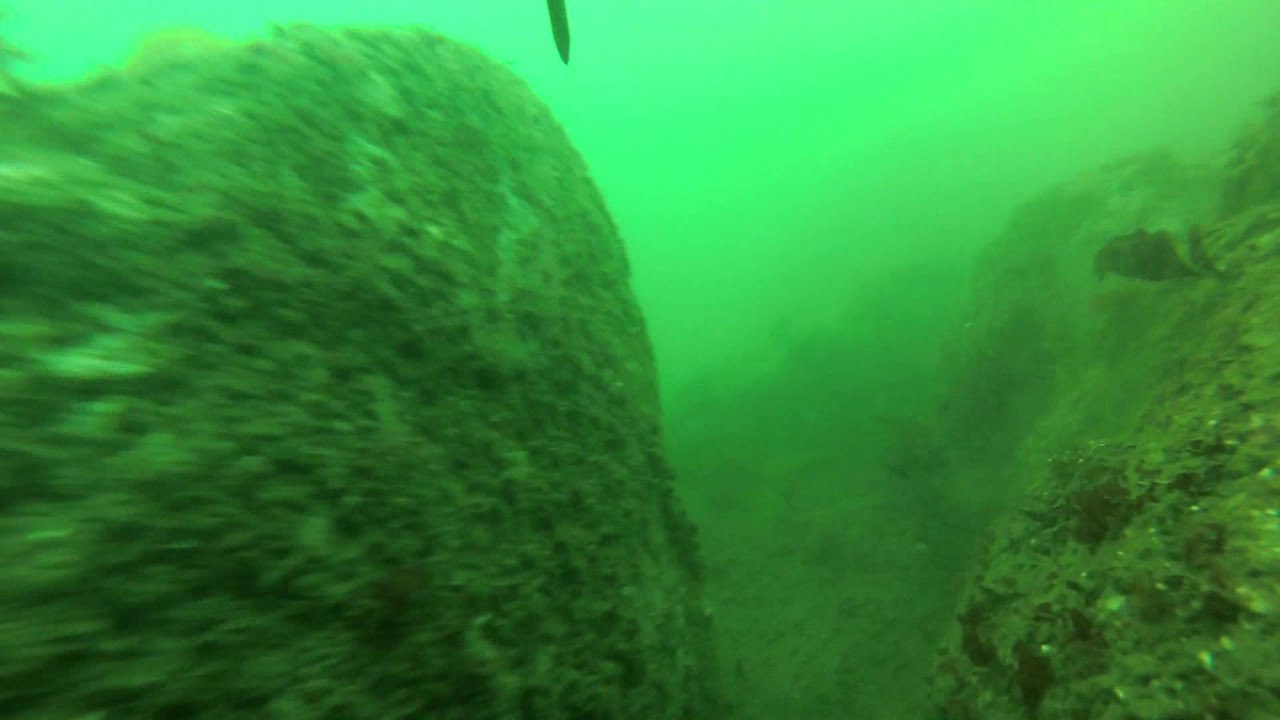 Spearfishing on the Oregon Coast -