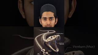 दुनिया में सबसे ज्यादा हड्डियों वाला जानवर duniya me sabse jada haddiuon balajanbar The minar e Qalb