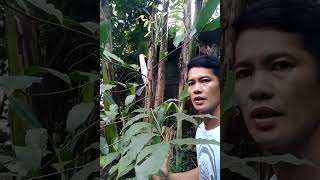 GRAFTING RAMBUTAN & CHANGE VARIETY KAPULASAN TO RONGRING VERY FAST OF SPROUT