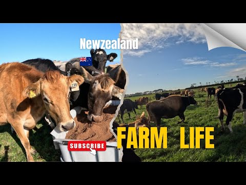 සතුන්ගෙන් කිරි ගැනීම නැවත්තුවා || Dairy Farming New zealand 