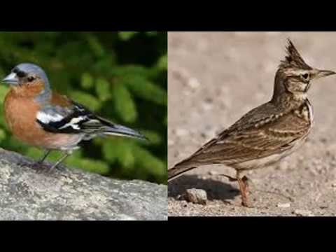 صوت الزرعي والصلنج 