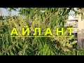 Дерево Айлант. Описание, использование и как выращивать Айлант