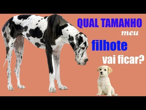 Vídeo: O que fazer quando seu cão come um tampão